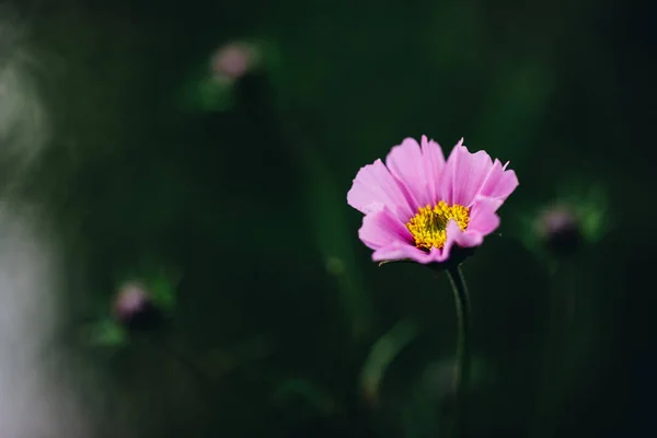 배경이 분홍빛 클로즈업하여 — 스톡 사진