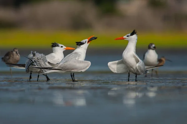 Close Image Royal Tern Courtship Ritual Beautiful South Carolina Beach — Stock Photo, Image