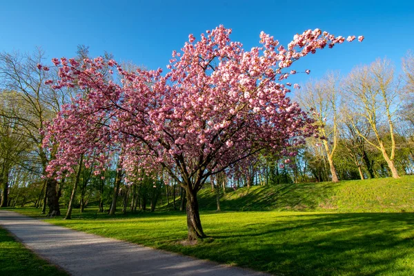 Emden Almanya Bir Parkta Mor Çiçekli Ağaçlar — Stok fotoğraf