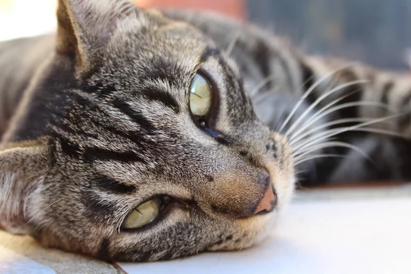 Retrato Cerca Lindo Gato Tirado Suelo Mirando Cámara — Foto de Stock