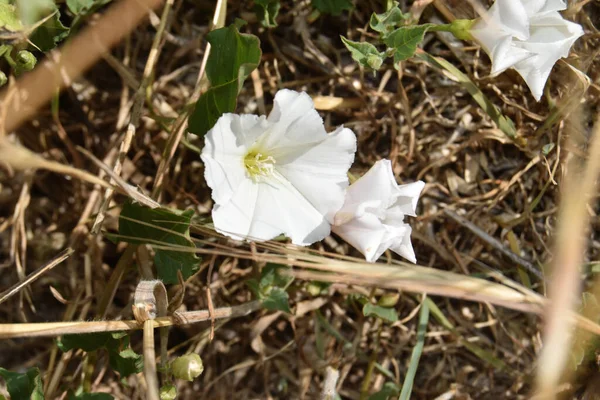 Beyaz Calystegia Çiçeklerinin Makro Yakın Çekimi — Stok fotoğraf