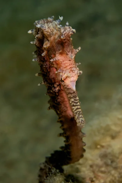 Primo Piano Verticale Cavalluccio Marino Sott Acqua — Foto Stock