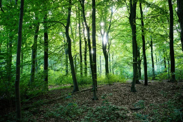 Krásný Záběr Les Obklopený Listím Čerstvě Zelenými Stromy — Stock fotografie