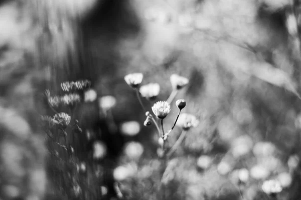 Een Grijswaarden Shot Van Een Witte Fleabane Bloem Een Veld — Stockfoto