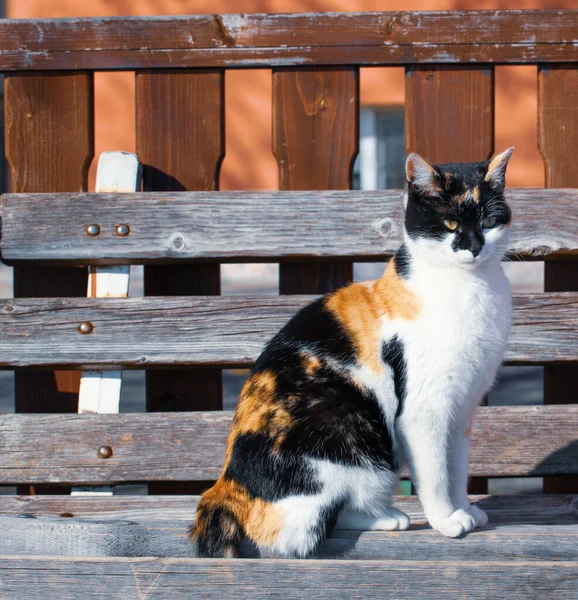 ปภาพใกล ดของแมวป งบนเก — ภาพถ่ายสต็อก
