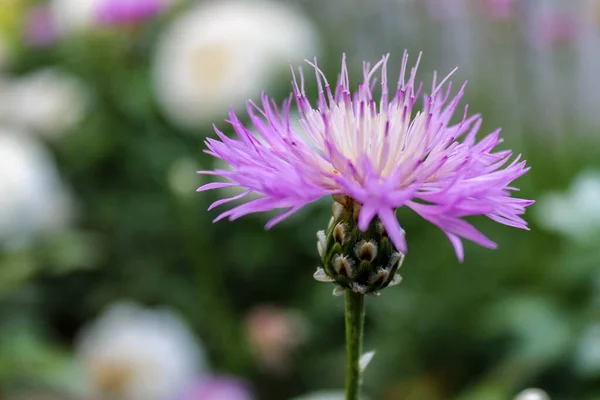 紫色のアザミの花のクローズアップショット — ストック写真