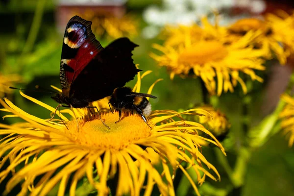 ひまわりの上で蝶のクローズアップショット — ストック写真