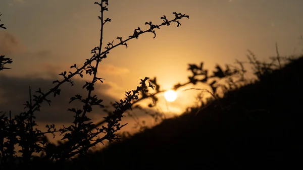 Piękny Strzał Roślinnych Sylwetek Jasnym Zachodzie Słońca Niebo Tło — Zdjęcie stockowe