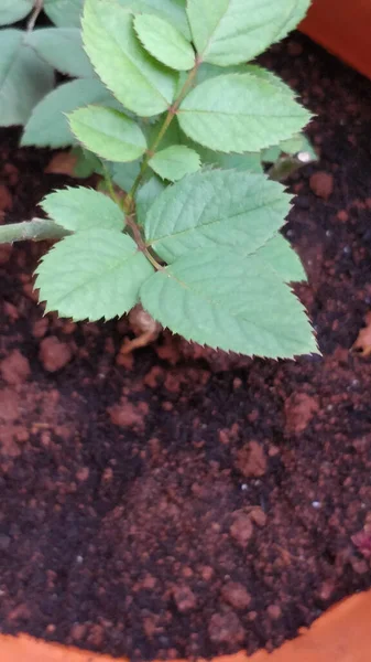 Tiro Ángulo Alto Una Pequeña Planta Hoja Verde Una Maceta — Foto de Stock