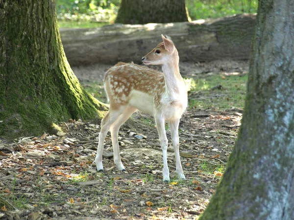 Schöne Aufnahme Eines Einzigen Stehenden Damhirsches — Stockfoto