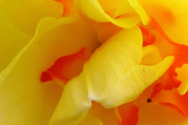 Ένα Επιλεκτικό Πλάνο Εστίασης Ενός Κίτρινου Λουλουδιού Υάκινθων — Φωτογραφία Αρχείου