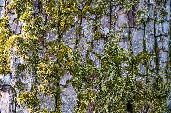 Detailní Záběr Starého Kmene Stromu Pokrytého Mechem — Stock fotografie