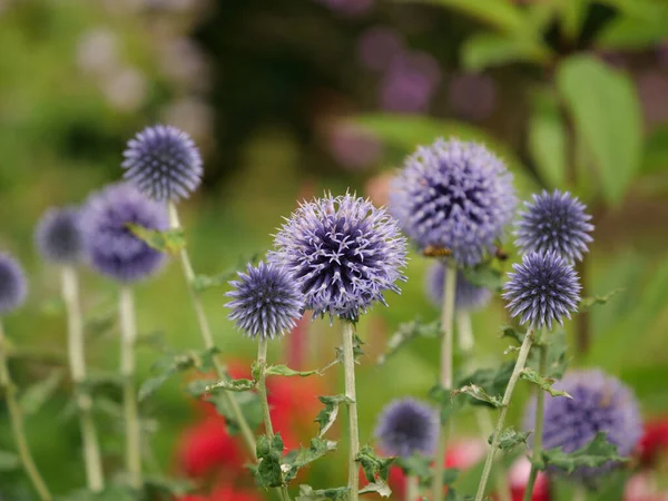 Selective Focus Shot Purple Flowers Garden Captured Daytime — Stock Photo, Image