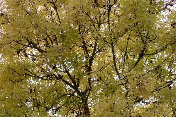 Plan Angle Bas Des Belles Feuilles Sur Les Branches Arbre — Photo