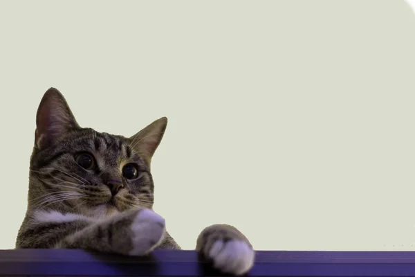 배경을 귀엽고 고양이의 — 스톡 사진