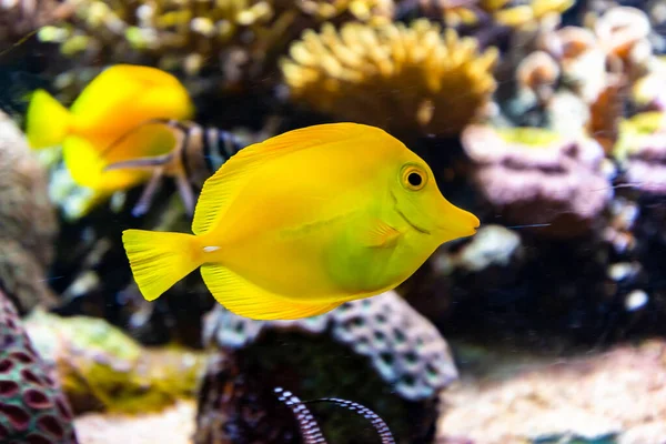 Крупним Планом Жовтий Танг Одна Найпопулярніших Акваріумних Риб — стокове фото