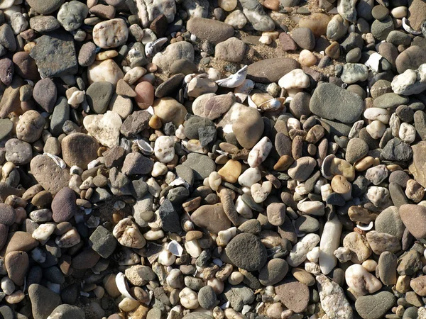 Eine Nahaufnahme Von Kies Schindeln Und Muscheln Strand — Stockfoto