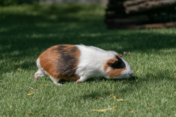 Gros Plan Adorable Cobaye Sur Herbe Verte Pendant Lumière Jour — Photo