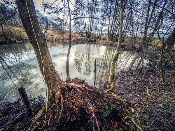 Hermoso Plano Naturaleza Bosque Otoñal —  Fotos de Stock