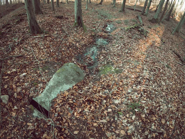 Een Hoge Hoek Opname Van Bos Grond Bedekt Met Droge — Stockfoto