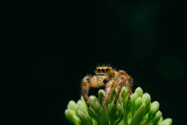 Siyah Arka Planda Yeşil Bitki Üzerinde Bir Örümceğin Makro Görüntüsü — Stok fotoğraf