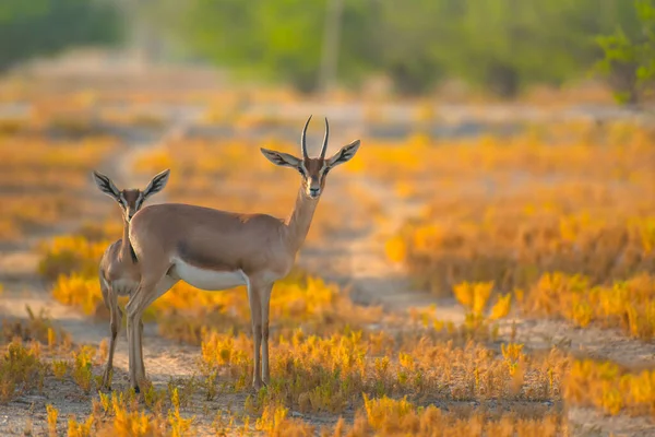 Enfoque Selectivo Arabian Gazelles —  Fotos de Stock