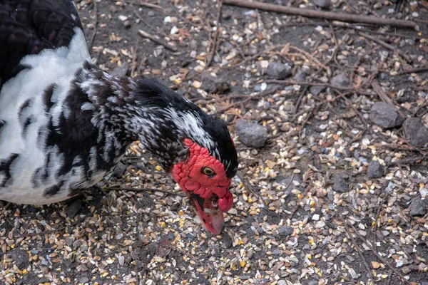 Een Hoge Hoek Opname Van Een Huiselijke Muskusachtige Eend Etend — Stockfoto