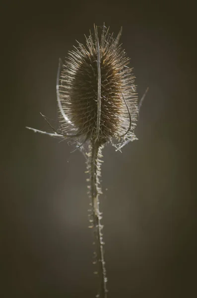 Vertical Shot Teasel Plant Seeds Head Showing Spikes — Stock Photo, Image