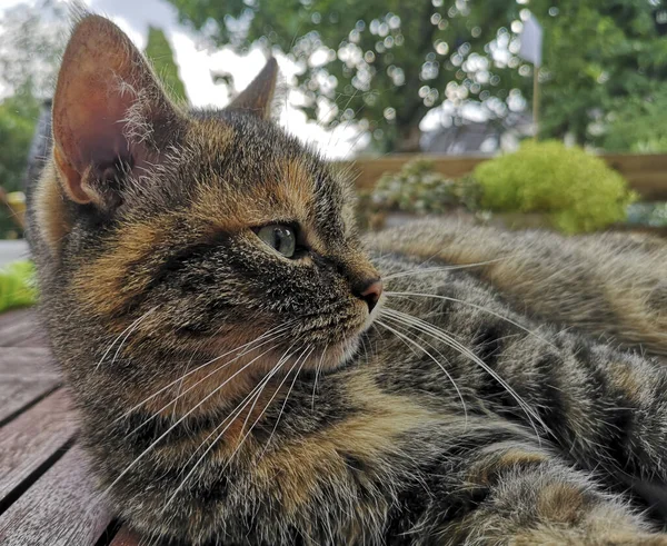 Chat Tabby Couché Sur Une Table Bois Dans Jardin — Photo