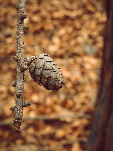 Cone Tree Branch Woods — Stock Photo, Image