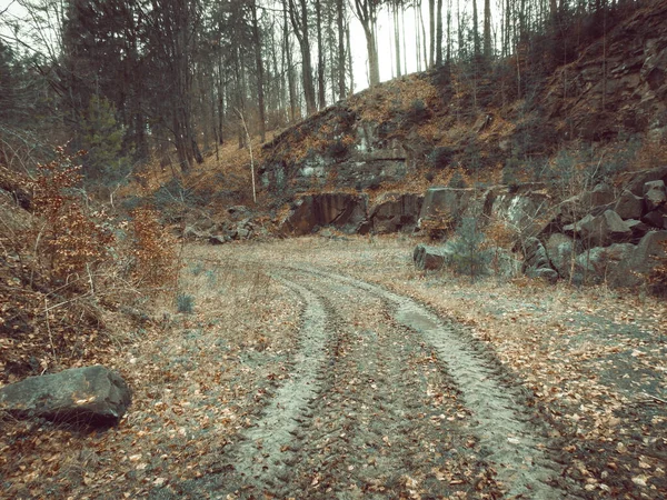 Droga Pokryta Opadłymi Liśćmi Otoczona Drzewami — Zdjęcie stockowe