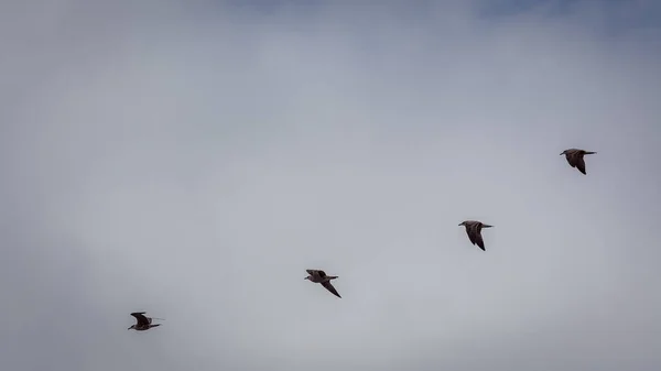 Una Vista Ipnotizzante Degli Uccelli Che Volano Nel Cielo Perfetto — Foto Stock