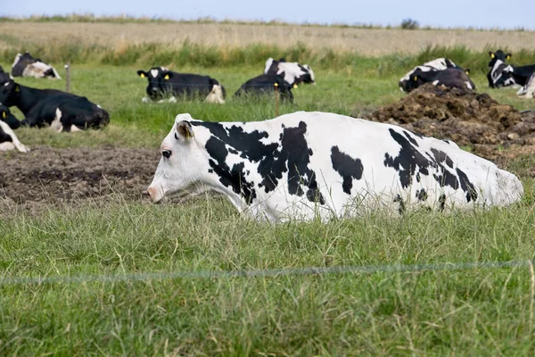 Ein Schuss Kühe Die Tagsüber Auf Dem Gras Sitzen — Stockfoto