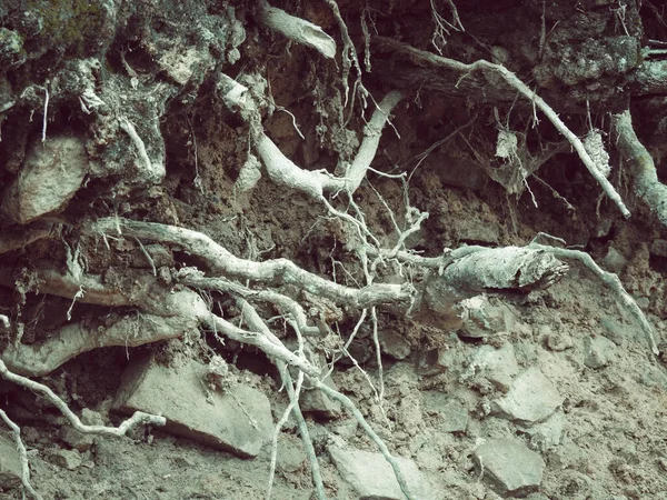 Plano Horizontal Raíces Secas Árboles Con Hojas Piedras Sucias —  Fotos de Stock