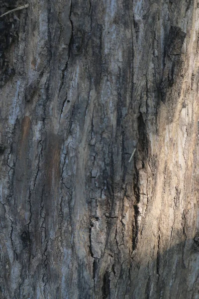 Vertical Shot Tree Trunk — Stock Photo, Image