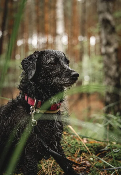 Tiro Vertical Terrier Bonito Borda Uma Floresta Durante Dia — Fotografia de Stock