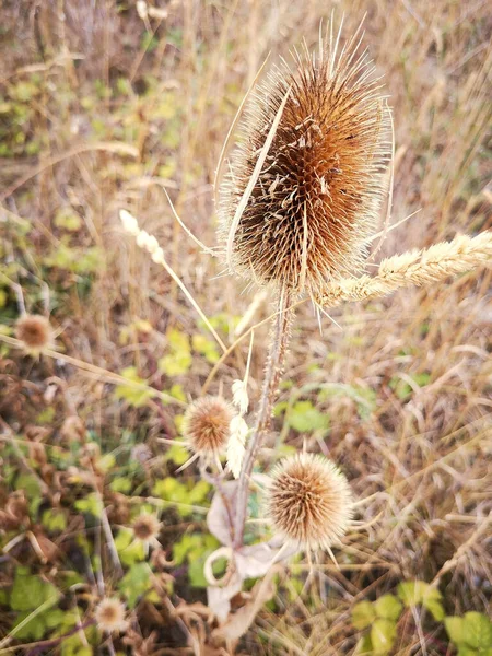 Primer Plano Vertical Plantas Teasel Marrón Campo — Foto de Stock