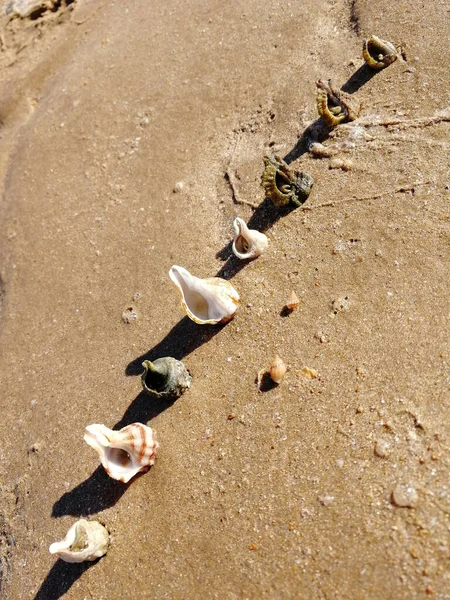 Tiro Vertical Alto Ângulo Conchas Uma Fileira Areia Praia — Fotografia de Stock