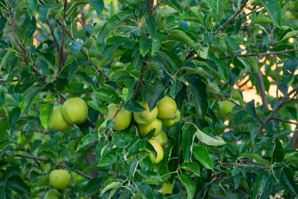 Zbliżenie Ujęcie Zielonych Jabłek Drzewie Podwórku — Zdjęcie stockowe
