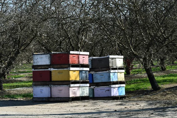 授粉期间蜜蜂箱的风景照片 — 图库照片