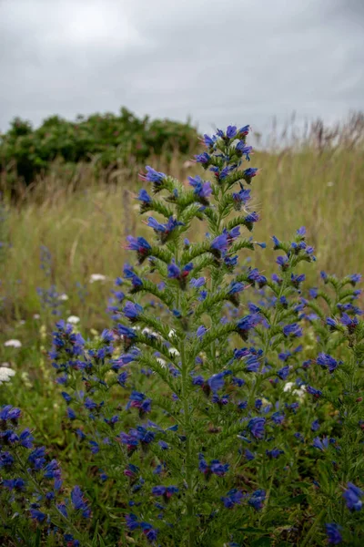 Vertikal Bild Vild Lavendel — Stockfoto