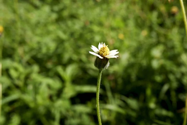 Una Messa Fuoco Selettiva Fiore Margherita Fiore Campo — Foto Stock