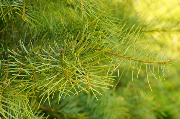 Selektiv Fokusering Skott Grön Tall Grenar — Stockfoto