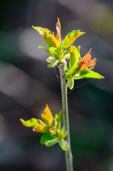 Tiro Vertical Folhas Jovens Florescendo Caule Fundo Embaçado — Fotografia de Stock