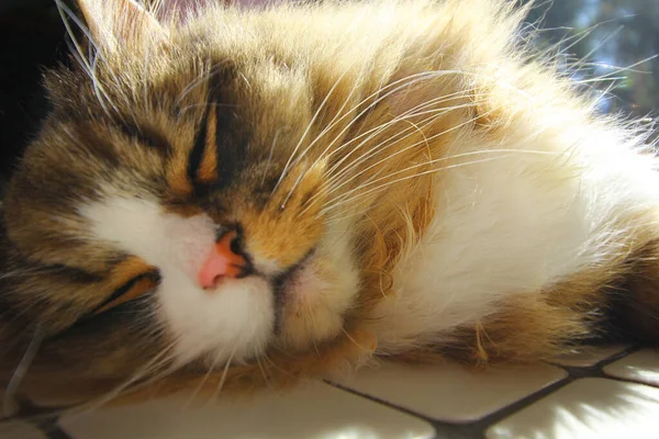 Een Close Shot Van Een Mooie Pluizige Kat Slapend — Stockfoto