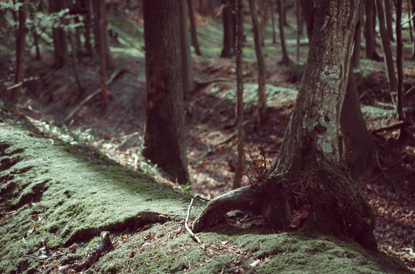 Close Troncos Árvores Uma Floresta — Fotografia de Stock