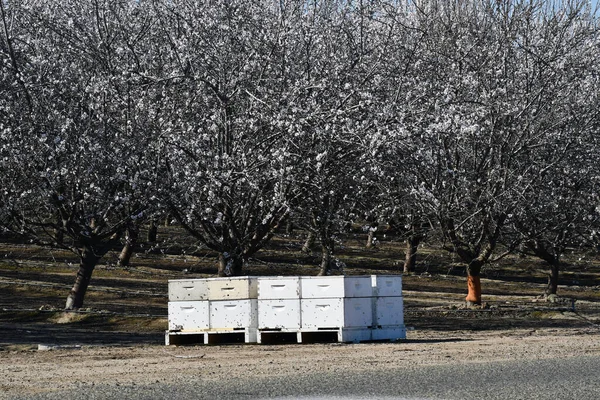 Paisaje Cajas Abejas Durante Período Polinización — Foto de Stock