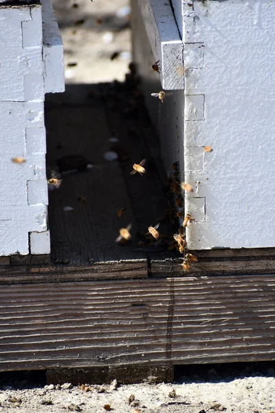 授粉过程中的蜂蜜盒近照 — 图库照片