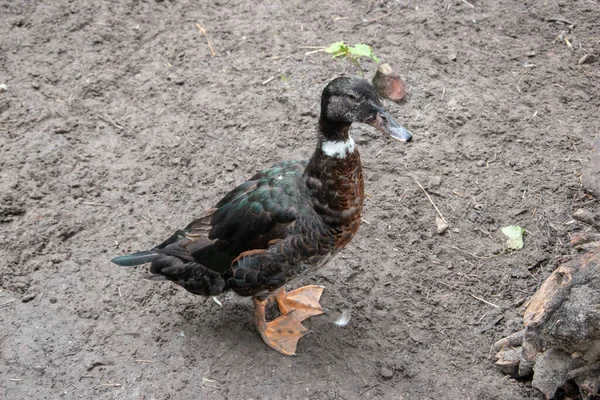 Eine Nahaufnahme Einer Niedlichen Braunen Ente — Stockfoto