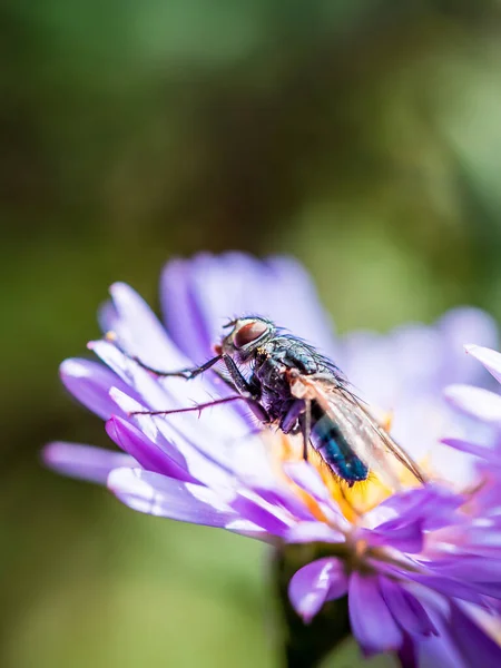 Een Blauwe Blowfly Calliphora Vicina Poserend Een New England Aster — Stockfoto